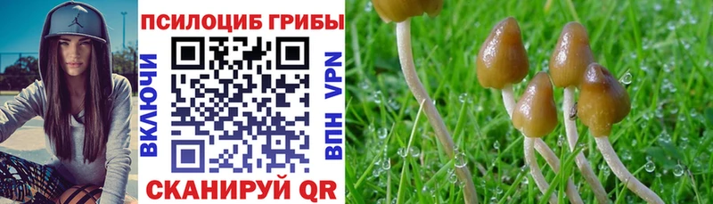 Псилоцибиновые грибы Cubensis  купить наркотик  Димитровград 